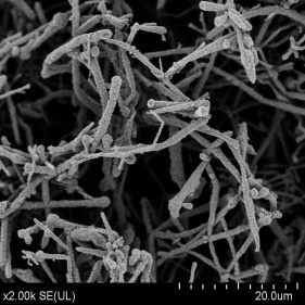 rivestimento in pvp di nanofili di rame utilizzato per nuove celle solari